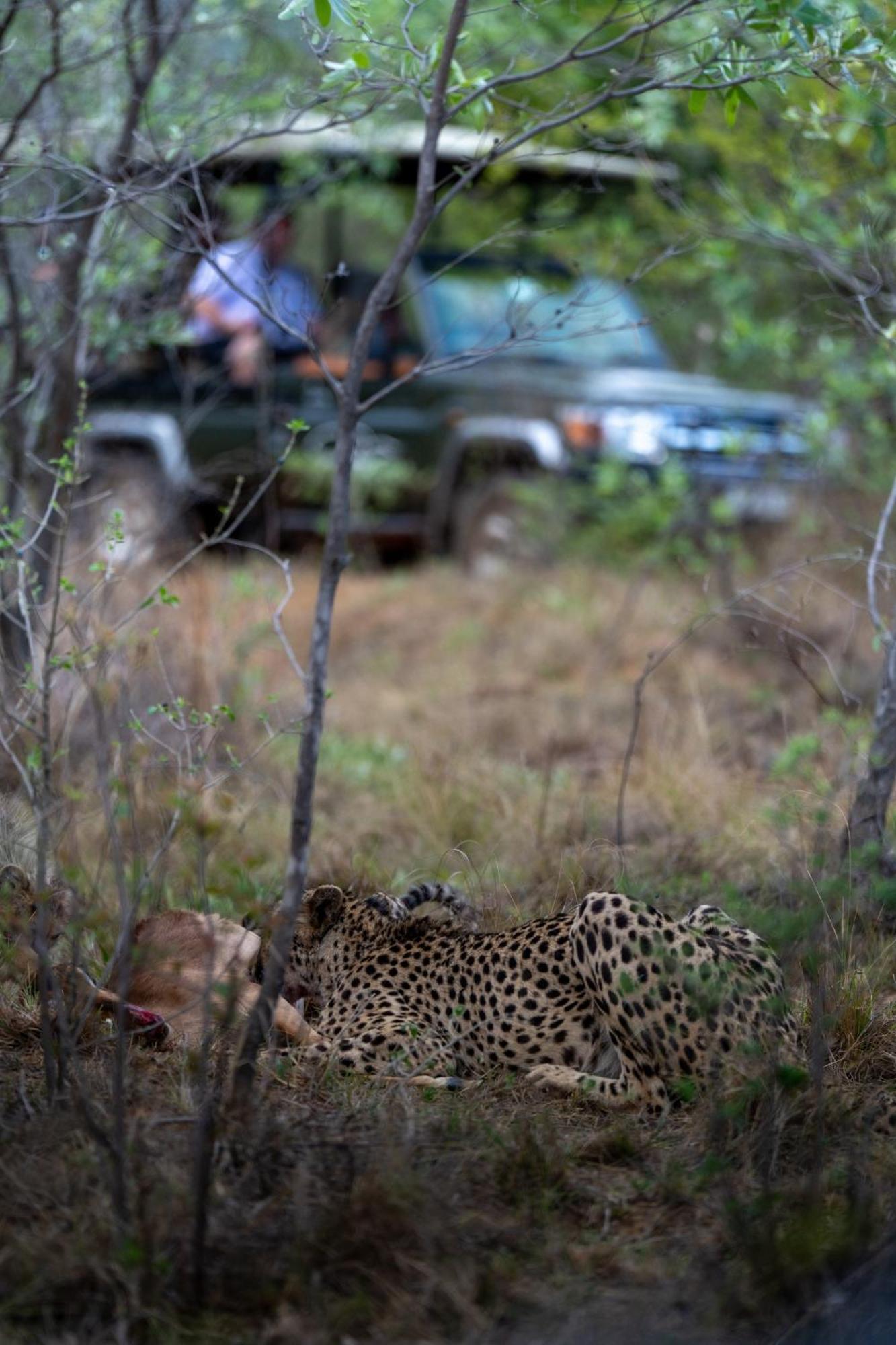 Sediba Luxury Safari Lodge Welgevonden Game Reserve Exteriér fotografie