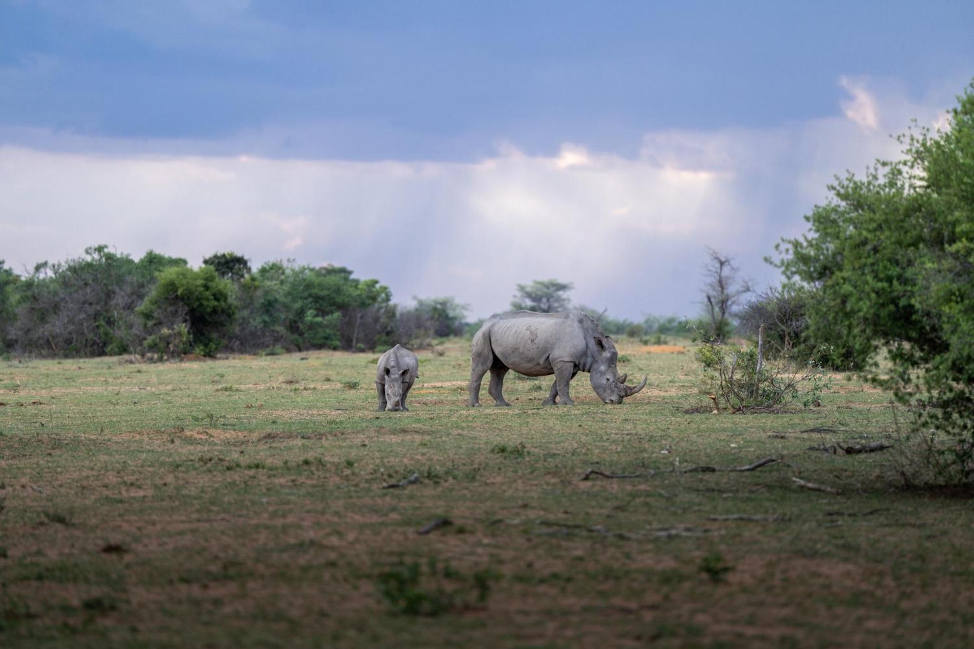 Sediba Luxury Safari Lodge Welgevonden Game Reserve Exteriér fotografie