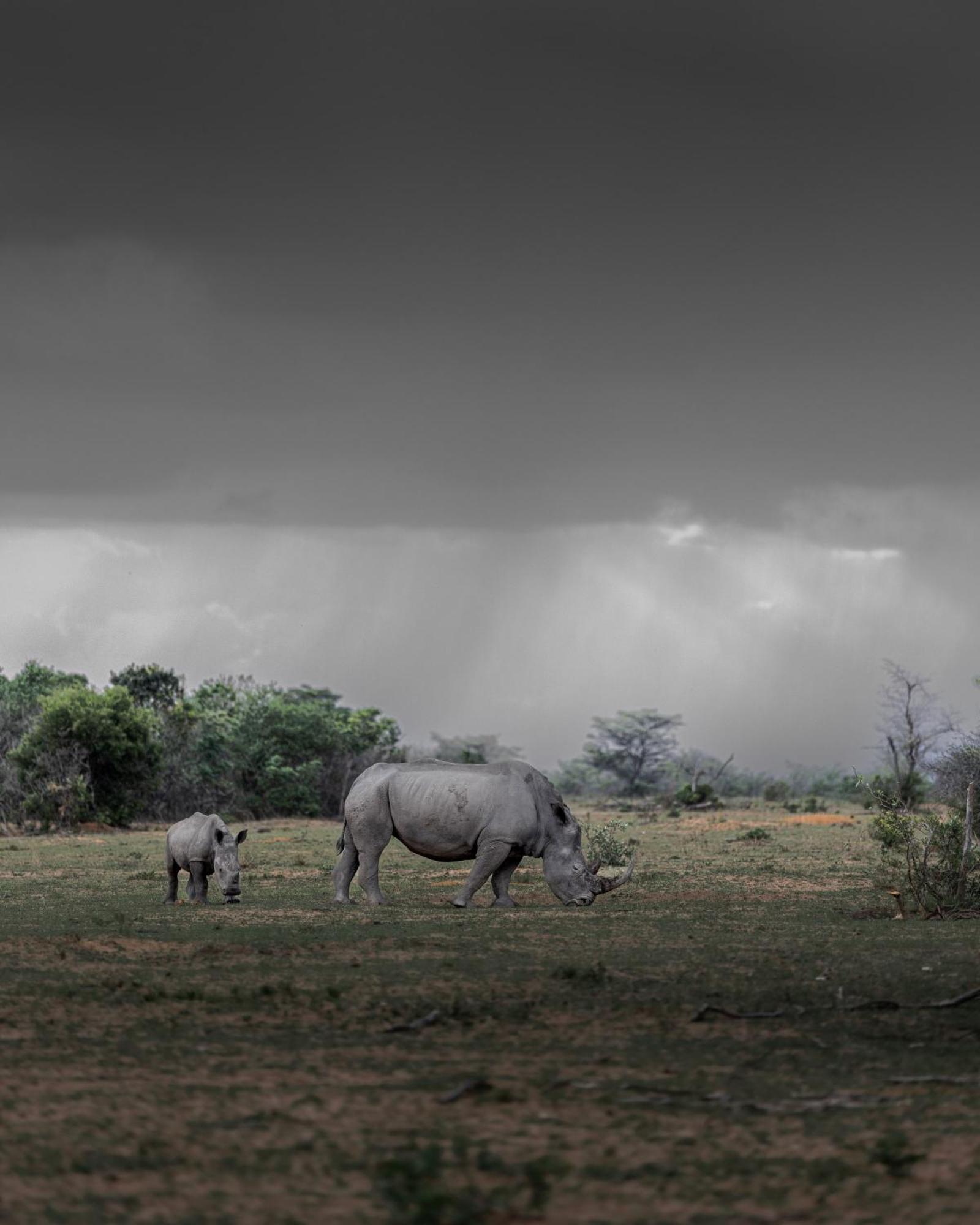 Sediba Luxury Safari Lodge Welgevonden Game Reserve Exteriér fotografie