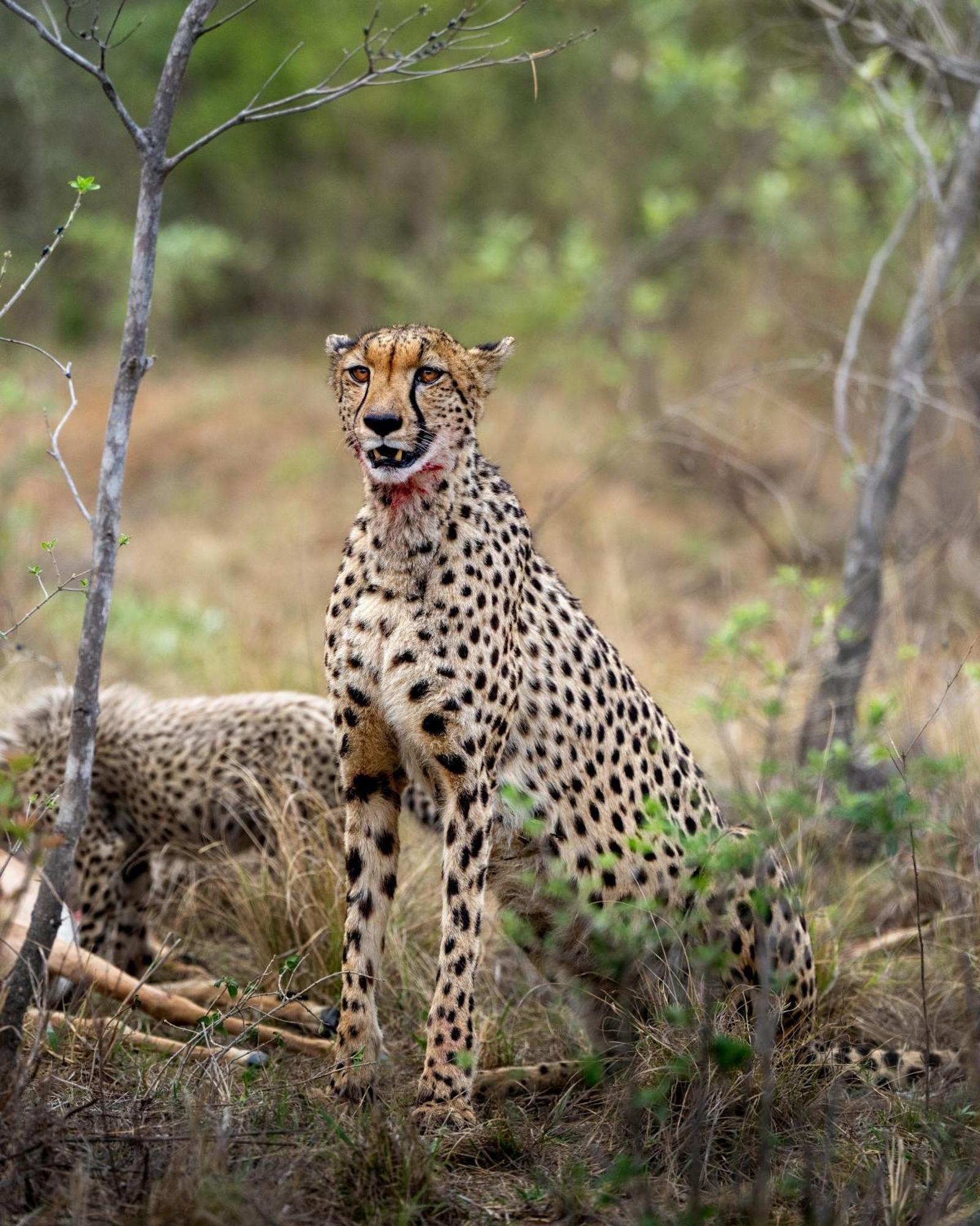 Sediba Luxury Safari Lodge Welgevonden Game Reserve Exteriér fotografie