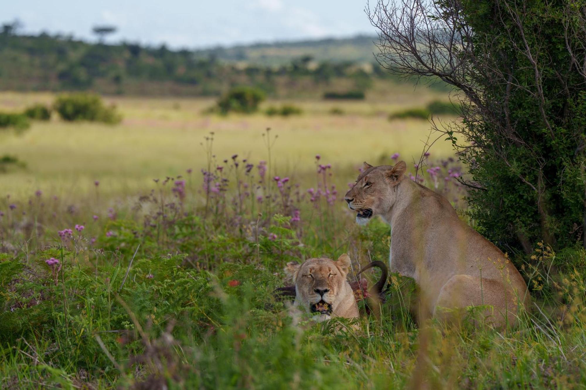 Sediba Luxury Safari Lodge Welgevonden Game Reserve Exteriér fotografie