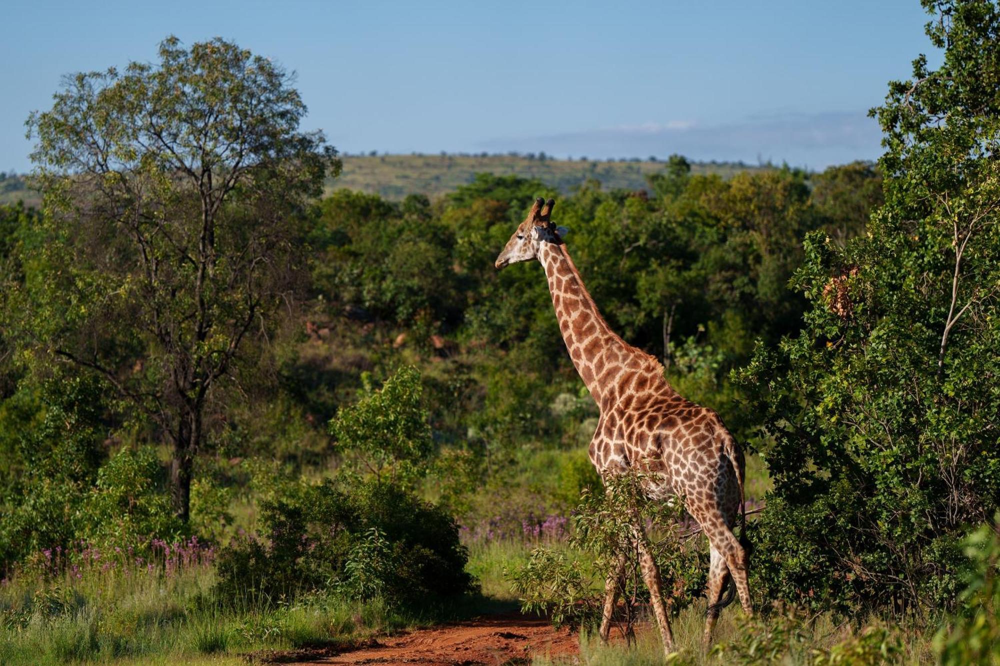 Sediba Luxury Safari Lodge Welgevonden Game Reserve Exteriér fotografie